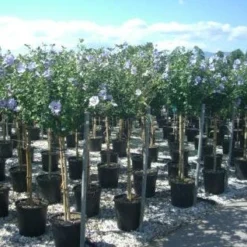 Altheastruik Op Stam (Hibiscus Syriacus 'Oiseau Blue') 8 Altheastruik Op Stam (Hibiscus Syriacus 'Oiseau Blue') -Exporteren Tuin Sprank Winkel 20101215130540 1