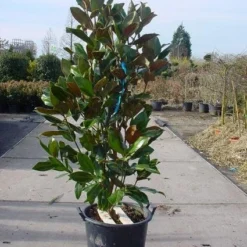 Nieuwe Producten -Exporteren Tuin Sprank Winkel 20101217145947 85 17