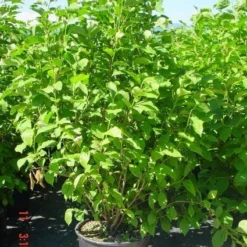 Nieuwe Producten -Exporteren Tuin Sprank Winkel 20101217150826 9