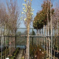 Nieuwe Producten -Exporteren Tuin Sprank Winkel 20101217151417 2