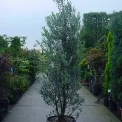 Olijf Als Struik (Olea Europaea) 16 Olijf Als Struik (Olea Europaea) -Exporteren Tuin Sprank Winkel 20101220120639 9