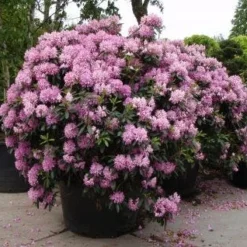Nieuwe Producten 5 Rhododendron (Rhododendron 'Roseum Elegans')