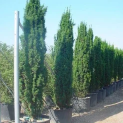 Groene Zuiltaxus (Taxus Baccata 'Fastigiata')