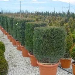 Nieuwe Producten 1 Taxus Als Kubus (Taxus Baccata)
