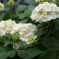 Hortensia (Hydrangea 'Endless Summer The Bride')