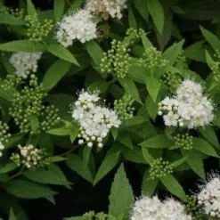 Nieuwe Producten -Exporteren Tuin Sprank Winkel 20110731140333 1