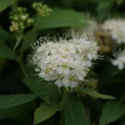 Nieuwe Producten 12 Spierstruik (Spiraea Japonica 'Albiflora')