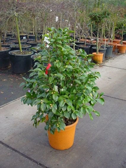 Camelia (Camellia, Wit) 5 Camelia (Camellia, Wit) - Afbeelding 5