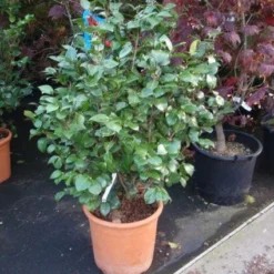 Camelia (Camellia, Wit) 11 Camelia (Camellia, Wit) -Exporteren Tuin Sprank Winkel 20110919164930 5