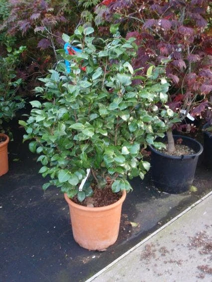 Camelia (Camellia, Wit) 4 Camelia (Camellia, Wit) - Afbeelding 4