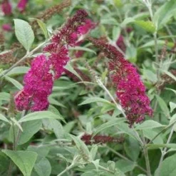 Nieuwe Producten -Exporteren Tuin Sprank Winkel 20120123135319 1