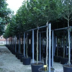 Beverboom (Magnolia Kobus) 15 Beverboom (Magnolia Kobus) -Exporteren Tuin Sprank Winkel 20120214144339 19