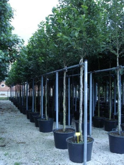 Beverboom (Magnolia Kobus) 7 Beverboom (Magnolia Kobus) - Afbeelding 7