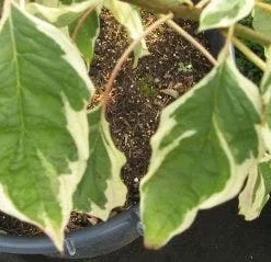 Reuzenkornoelje (Cornus Controversa 'Variegata') 22 Reuzenkornoelje (Cornus Controversa 'Variegata') -Exporteren Tuin Sprank Winkel 20120215164859 7 1