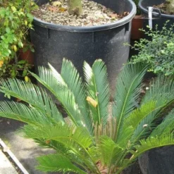 Cycaspalm (Cycas Revoluta) -Exporteren Tuin Sprank Winkel 20120216093012 5