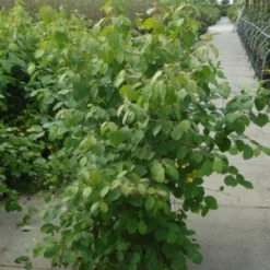 Kornoelje (Cornus Sanguinea 'Winter Beauty) 12 Kornoelje (Cornus Sanguinea 'Winter Beauty) -Exporteren Tuin Sprank Winkel 20120218101628 1 1