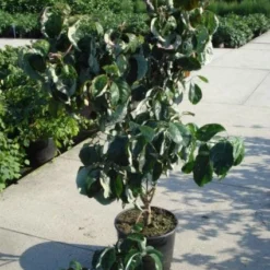 Amerikaanse Kornoelje (Cornus Florida 'Rubra') 12 Amerikaanse Kornoelje (Cornus Florida 'Rubra') -Exporteren Tuin Sprank Winkel 20120218102305 7