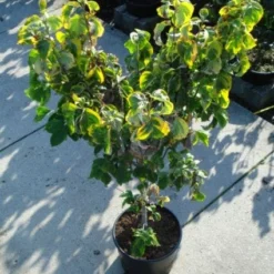 Kornoelje Op Stam (Cornus Florida 'Rainbow') -Exporteren Tuin Sprank Winkel 20120218102340 1