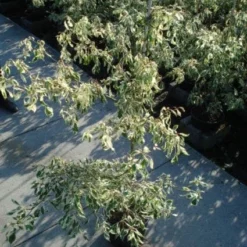 Reuzenkornoelje (Cornus Controversa 'Variegata') 21 Reuzenkornoelje (Cornus Controversa 'Variegata') -Exporteren Tuin Sprank Winkel 20120218102419 7 1