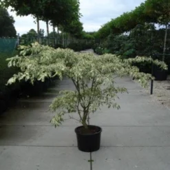 Reuzenkornoelje (Cornus Controversa 'Variegata') 20 Reuzenkornoelje (Cornus Controversa 'Variegata') -Exporteren Tuin Sprank Winkel 20120218102443 7 1