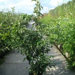 Kornoelje (Cornus Controversa 'Pagoda')