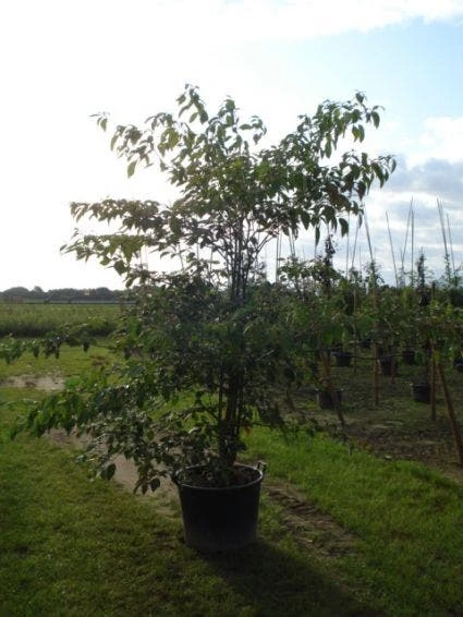 Reuzenkornoelje (Cornus Controversa 'Variegata') 2 Reuzenkornoelje (Cornus Controversa 'Variegata') - Afbeelding 2