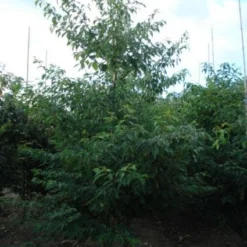 Reuzenkornoelje (Cornus Controversa 'Variegata') 17 Reuzenkornoelje (Cornus Controversa 'Variegata') -Exporteren Tuin Sprank Winkel 20120218102727 11 1