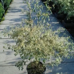 Kornoelje (Cornus Alternifolia 'Argentea') -Exporteren Tuin Sprank Winkel 20120218102902 2 1