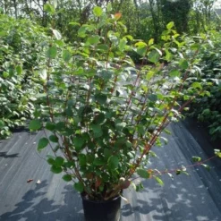 Kornoelje (Cornus Alba 'Sibirica') 9 Kornoelje (Cornus Alba 'Sibirica') -Exporteren Tuin Sprank Winkel 20120218103207 6 1