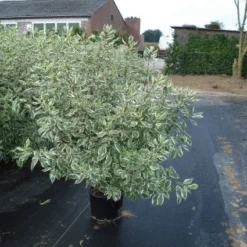 Bonte Kornoelje (Cornus Alba 'Elegantissima') 10 Bonte Kornoelje (Cornus Alba 'Elegantissima') -Exporteren Tuin Sprank Winkel 20120218103321 3