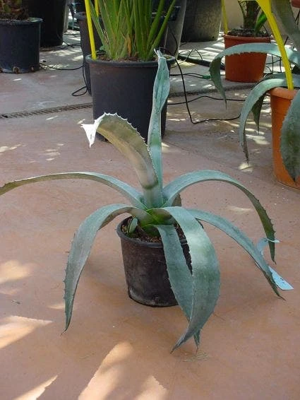 Agave (Agave Americana) 5 Agave (Agave Americana) - Afbeelding 5