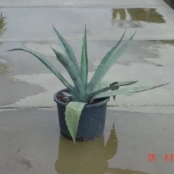 Agave (Agave Americana) 10 Agave (Agave Americana) -Exporteren Tuin Sprank Winkel 20120220095820 3
