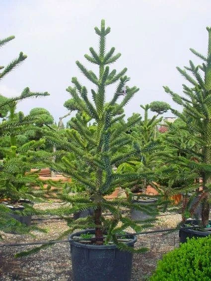 Apeboom (Araucaria Araucana) 2 Apeboom (Araucaria Araucana) - Afbeelding 2