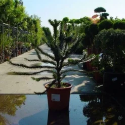 Apeboom (Araucaria Araucana) 20 Apeboom (Araucaria Araucana) -Exporteren Tuin Sprank Winkel 20120220101108 17