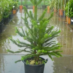 Apeboom (Araucaria Araucana) 19 Apeboom (Araucaria Araucana) -Exporteren Tuin Sprank Winkel 20120220101134 17