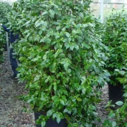 Camelia (Camellia, Rood) 19 Camelia (Camellia, Rood) -Exporteren Tuin Sprank Winkel 20120220112609 60 12