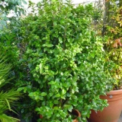 Camelia (Camellia, Wit) 10 Camelia (Camellia, Wit) -Exporteren Tuin Sprank Winkel 20120220112651 5