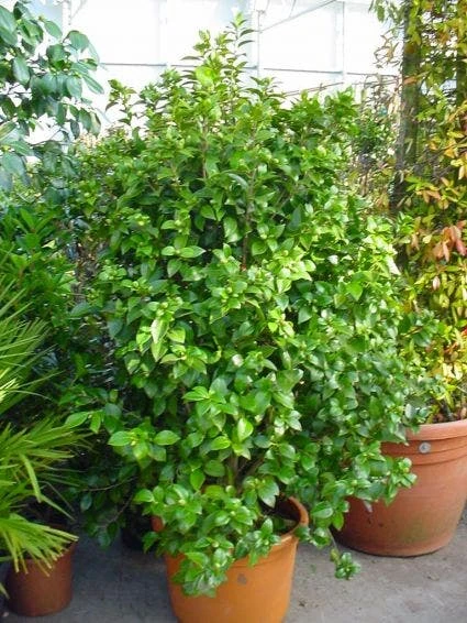 Camelia (Camellia, Wit) 3 Camelia (Camellia, Wit) - Afbeelding 3