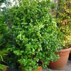 Camelia (Camellia, Rose) 14 Camelia (Camellia, Rose) -Exporteren Tuin Sprank Winkel 20120220112744 20 4 1