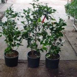 Camelia (Camellia, Rood) 17 Camelia (Camellia, Rood) -Exporteren Tuin Sprank Winkel 20120220112914 60 12