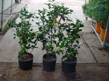 Camelia (Camellia, Rood) 5 Camelia (Camellia, Rood) - Afbeelding 5