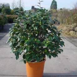 Camelia (Camellia, Rose) 13 Camelia (Camellia, Rose) -Exporteren Tuin Sprank Winkel 20120220113012 20 4 1