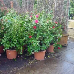 Camelia (Camellia, Rose) 12 Camelia (Camellia, Rose) -Exporteren Tuin Sprank Winkel 20120220113125 20 4 1