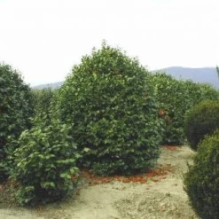 Camelia (Camellia, Rood) 15 Camelia (Camellia, Rood) -Exporteren Tuin Sprank Winkel 20120220113515 24 12 12