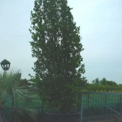 Camelia (Camellia, Rose)