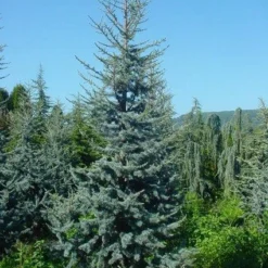 Atlasceder (Cedrus Libani 'Glauca') 12 Atlasceder (Cedrus Libani 'Glauca') -Exporteren Tuin Sprank Winkel 20120220143717 23 1