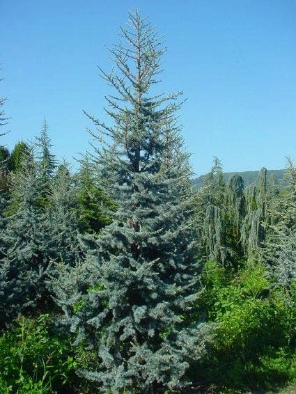 Atlasceder (Cedrus Libani 'Glauca') 3 Atlasceder (Cedrus Libani 'Glauca') - Afbeelding 3