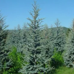 Atlasceder (Cedrus Libani 'Glauca') 13 Atlasceder (Cedrus Libani 'Glauca') -Exporteren Tuin Sprank Winkel 20120220143808 23 1