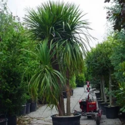 Cordyline (Cordyline Australis) 17 Cordyline (Cordyline Australis) -Exporteren Tuin Sprank Winkel 20120220150047 8