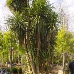 Cordyline (Cordyline Australis) 16 Cordyline (Cordyline Australis) -Exporteren Tuin Sprank Winkel 20120220150143 8